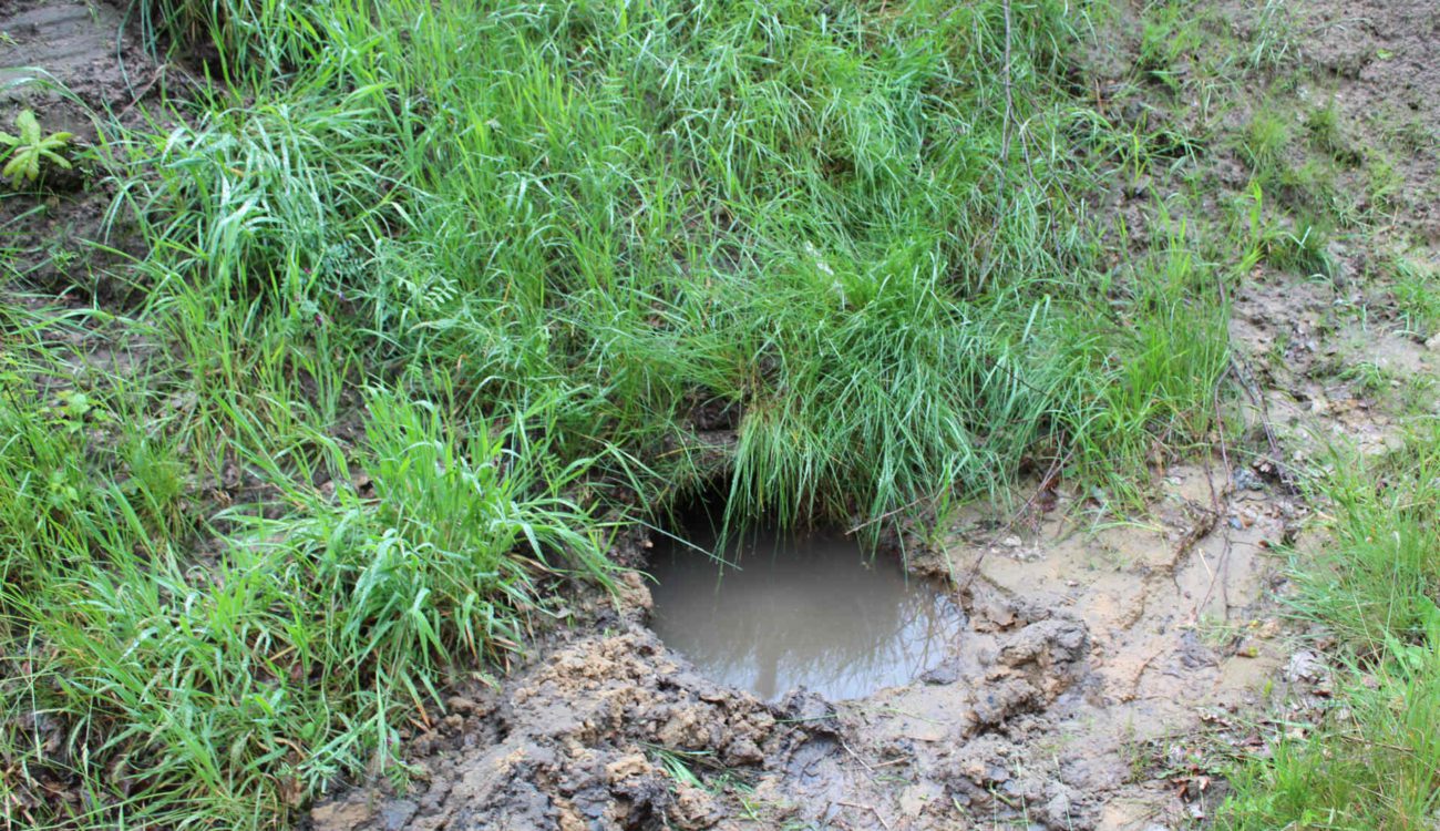 Duiker verstopt onder het gras